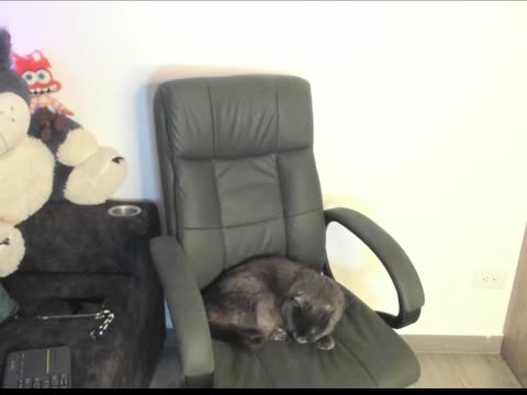 venusxadam na BongaCams: fotky a profil