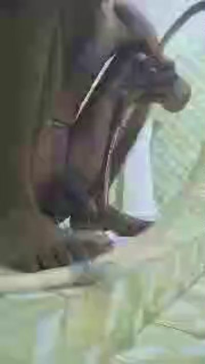 reyad, model webcam de Cam4: fotos