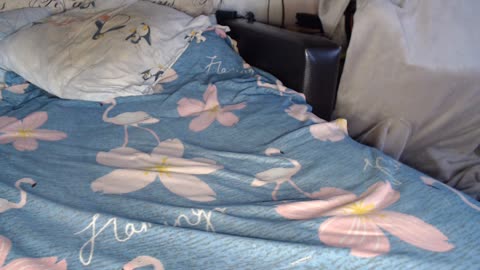 gospohaxxx — BongaCams 直播模特:照片与资料